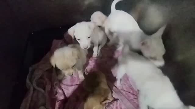 Dumaguete Animal Sanctuary