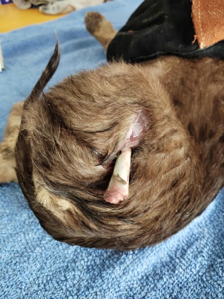 Dumaguete Animal Sanctuary