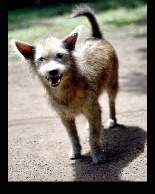 Dumaguete Animal Sanctuary