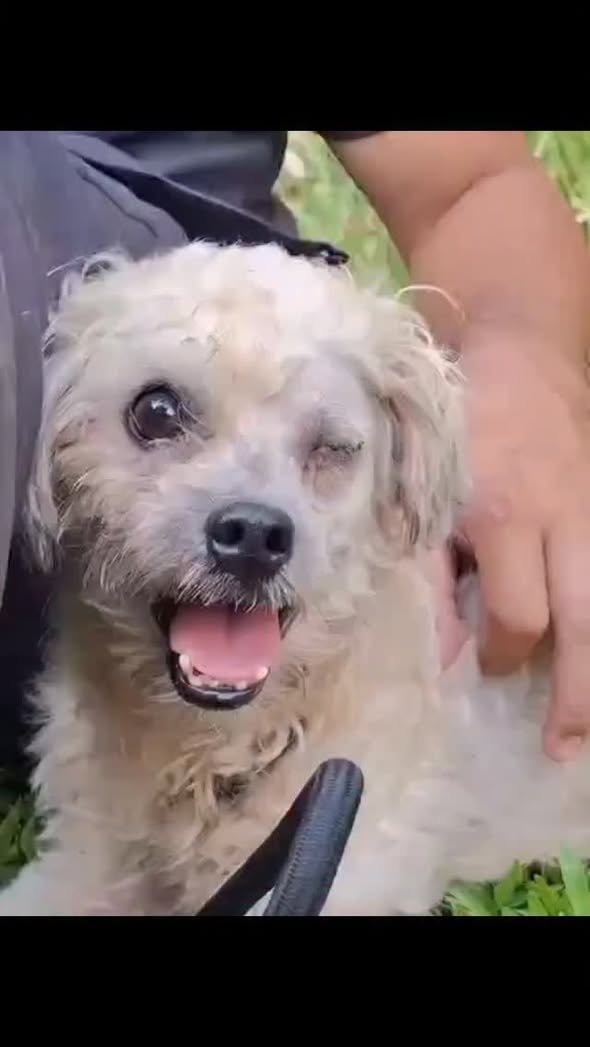 Dumaguete Animal Sanctuary