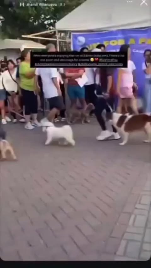 Dumaguete Animal Sanctuary