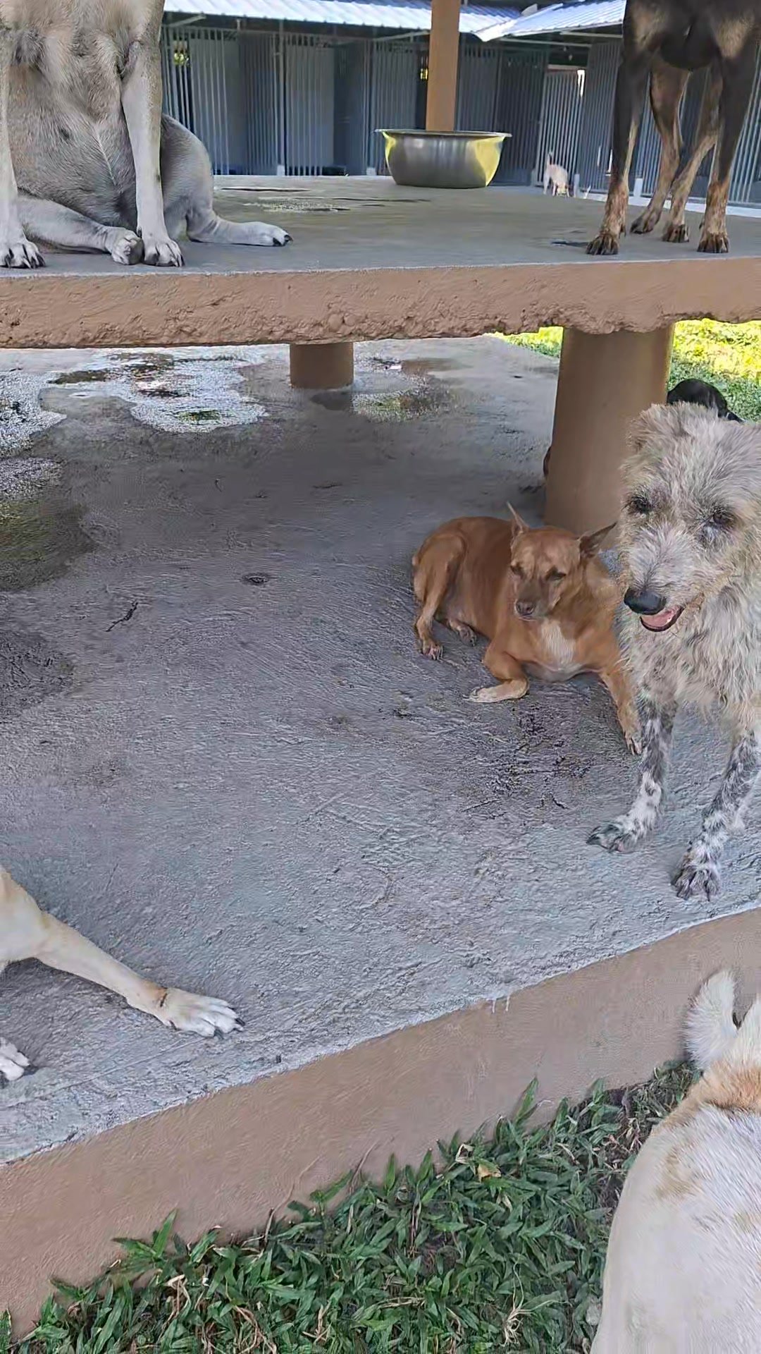 Dumaguete Animal Sanctuary