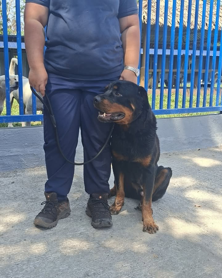 Dumaguete Animal Sanctuary