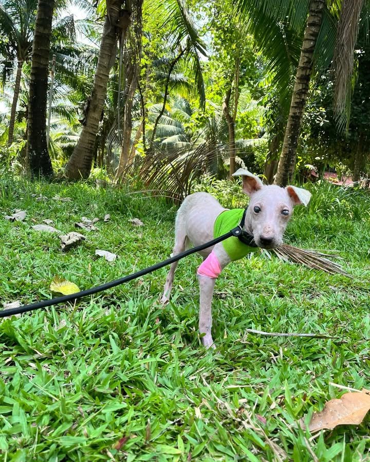 Dumaguete Animal Sanctuary