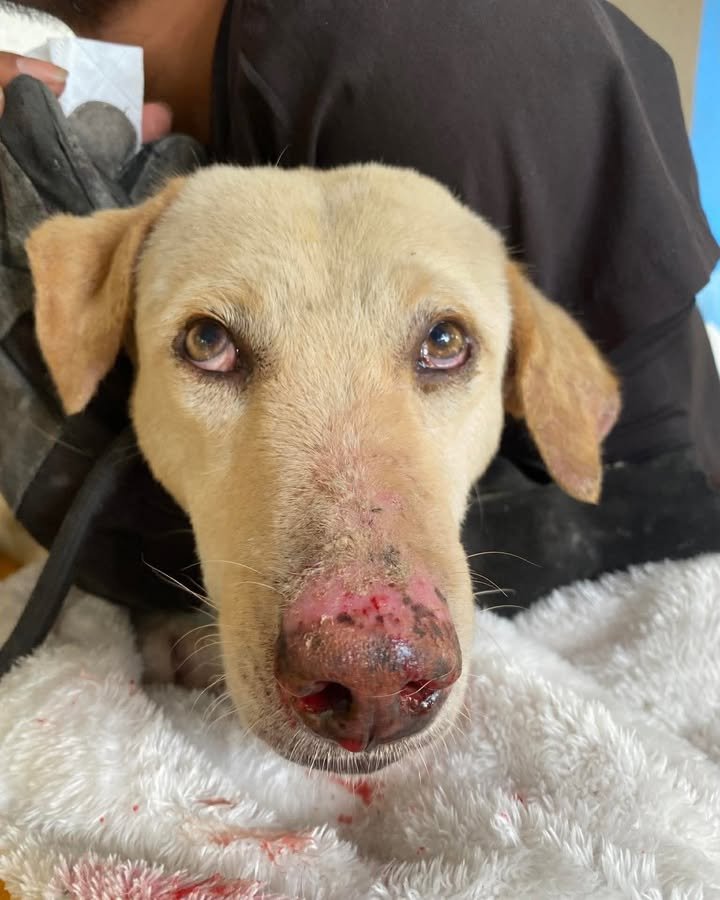 Dumaguete Animal Sanctuary