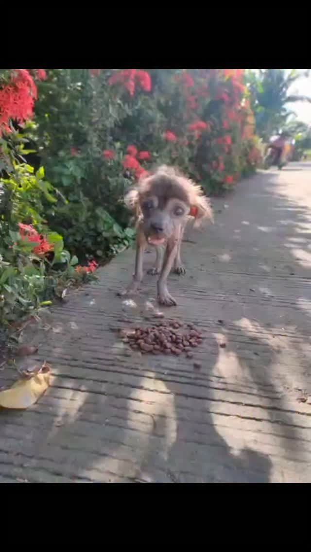 Dumaguete Animal Sanctuary