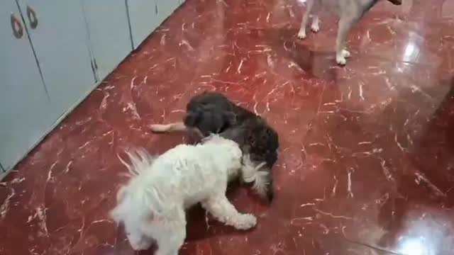 Dumaguete Animal Sanctuary