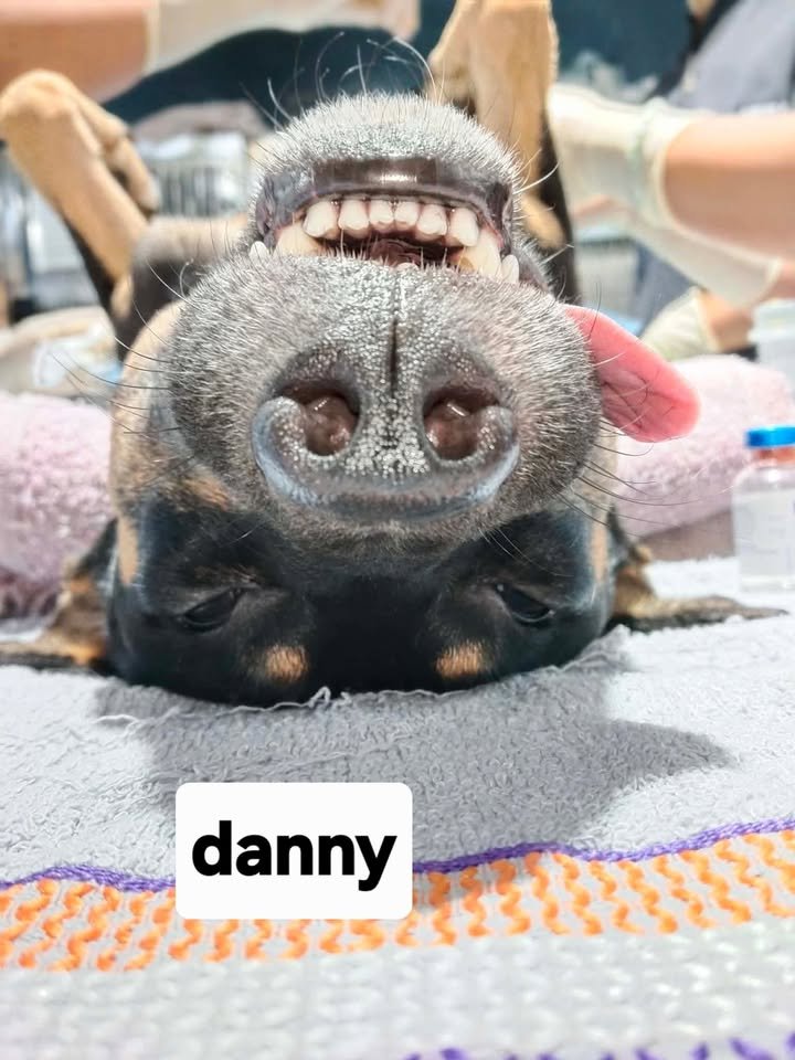 Dumaguete Animal Sanctuary