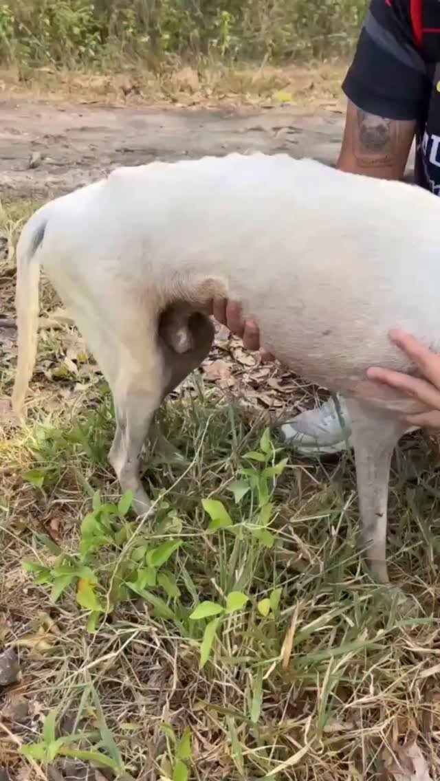 Dumaguete Animal Sanctuary