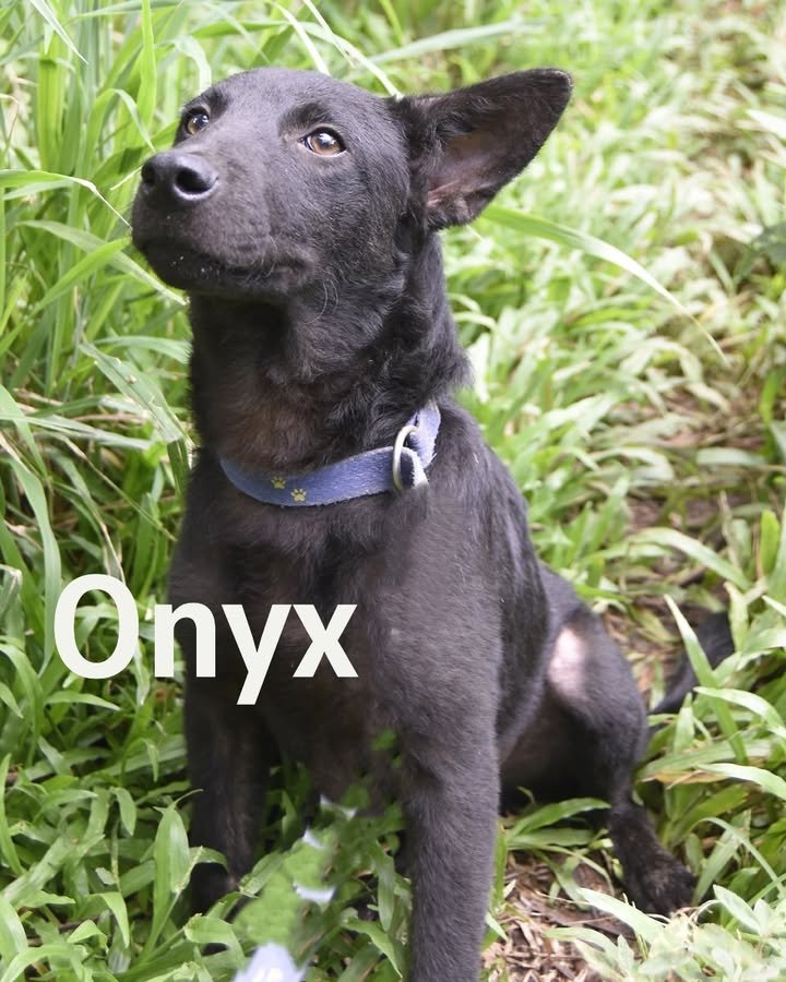 Dumaguete Animal Sanctuary