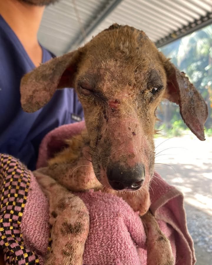 Dumaguete Animal Sanctuary