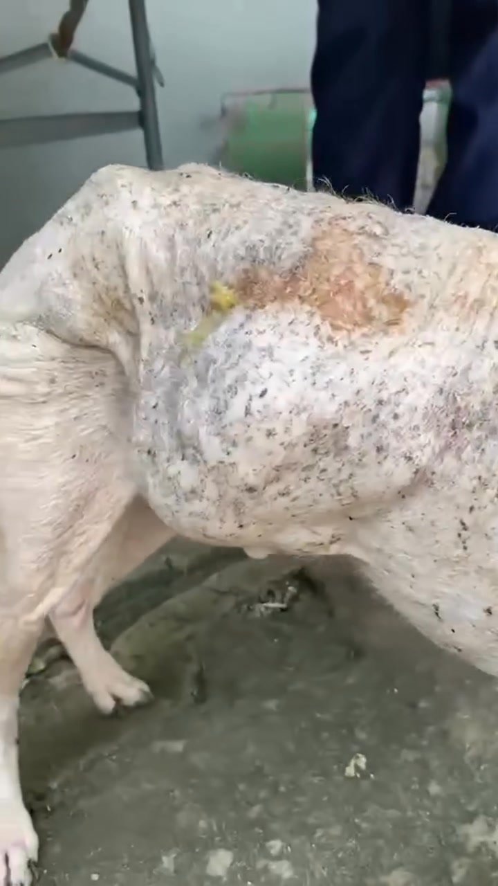 Dumaguete Animal Sanctuary