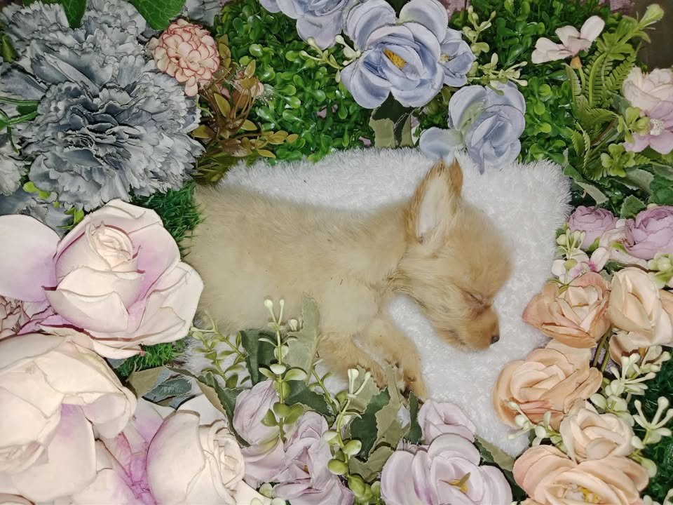 Dumaguete Animal Sanctuary