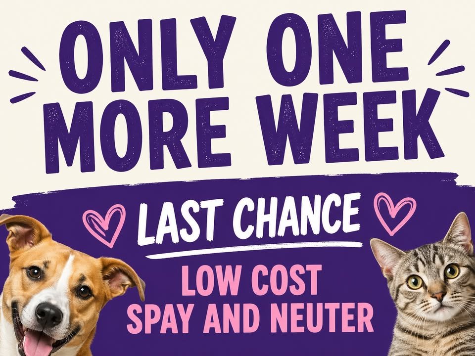 Dumaguete Animal Sanctuary