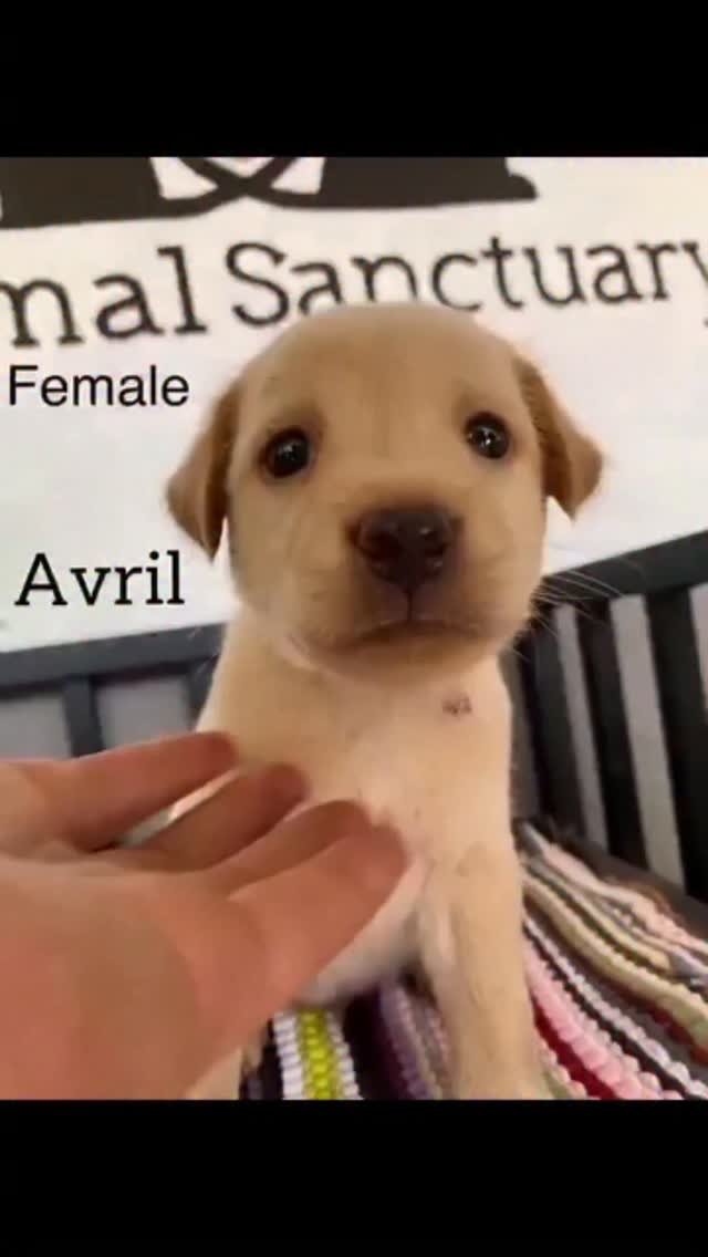 Dumaguete Animal Sanctuary