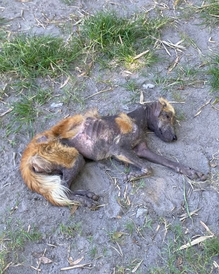 Dumaguete Animal Sanctuary