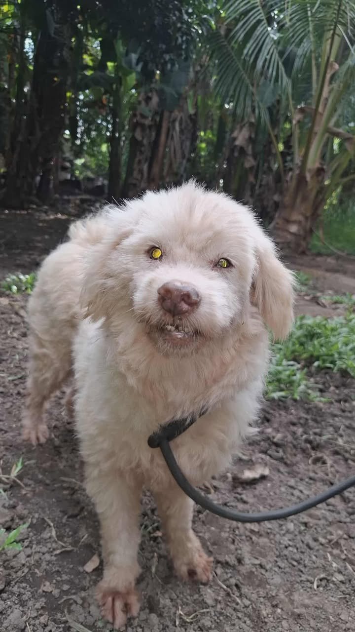 Dumaguete Animal Sanctuary