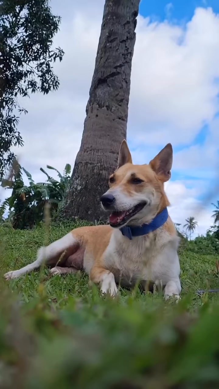 Dumaguete Animal Sanctuary
