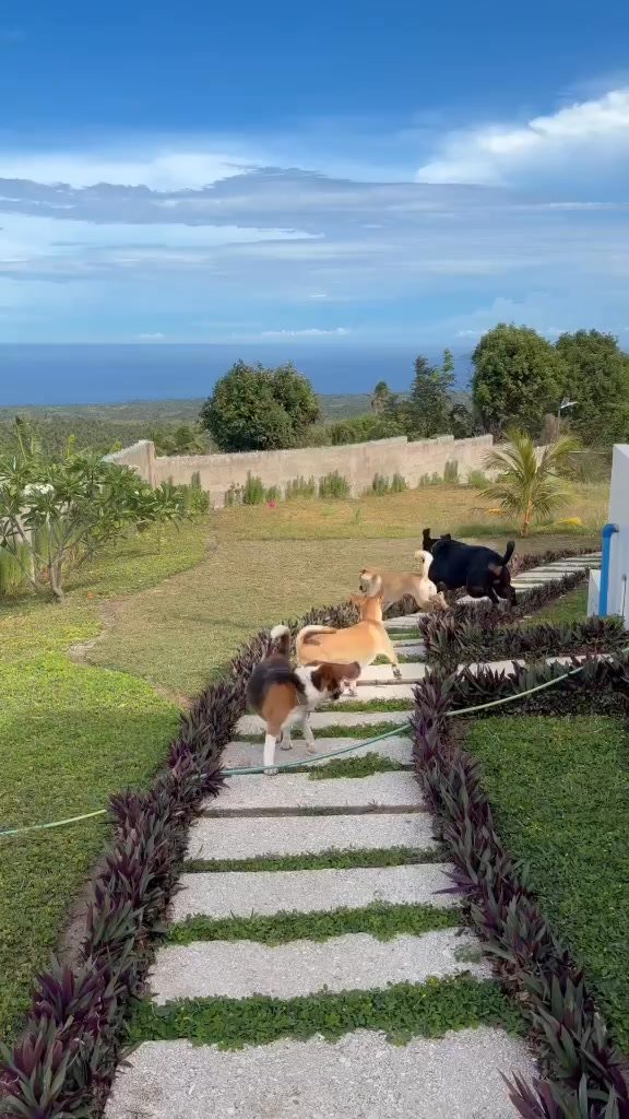 Dumaguete Animal Sanctuary