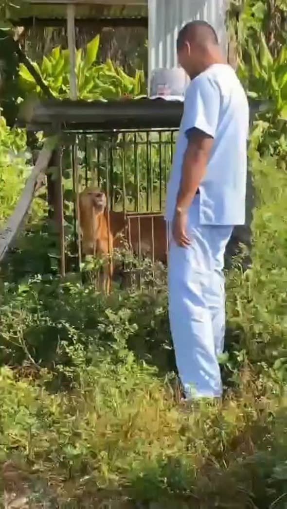 Dumaguete Animal Sanctuary