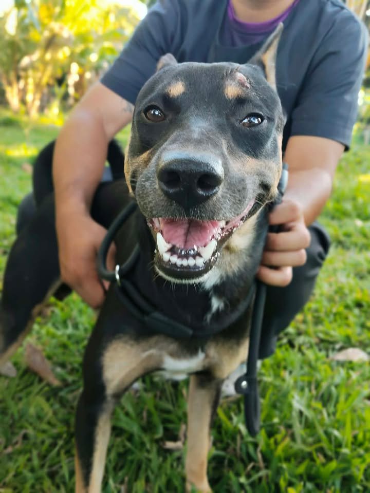 Dumaguete Animal Sanctuary