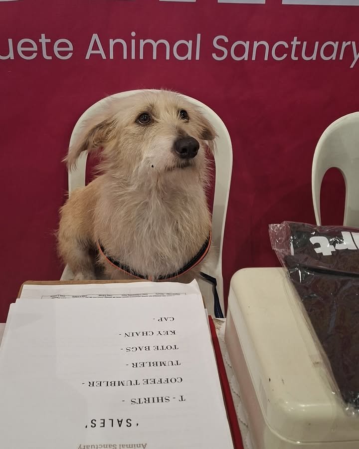 Dumaguete Animal Sanctuary