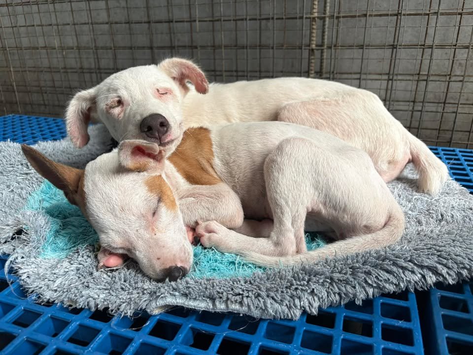 Dumaguete Animal Sanctuary