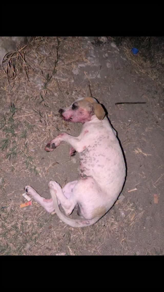 Dumaguete Animal Sanctuary