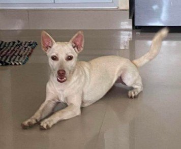 Dumaguete Animal Sanctuary