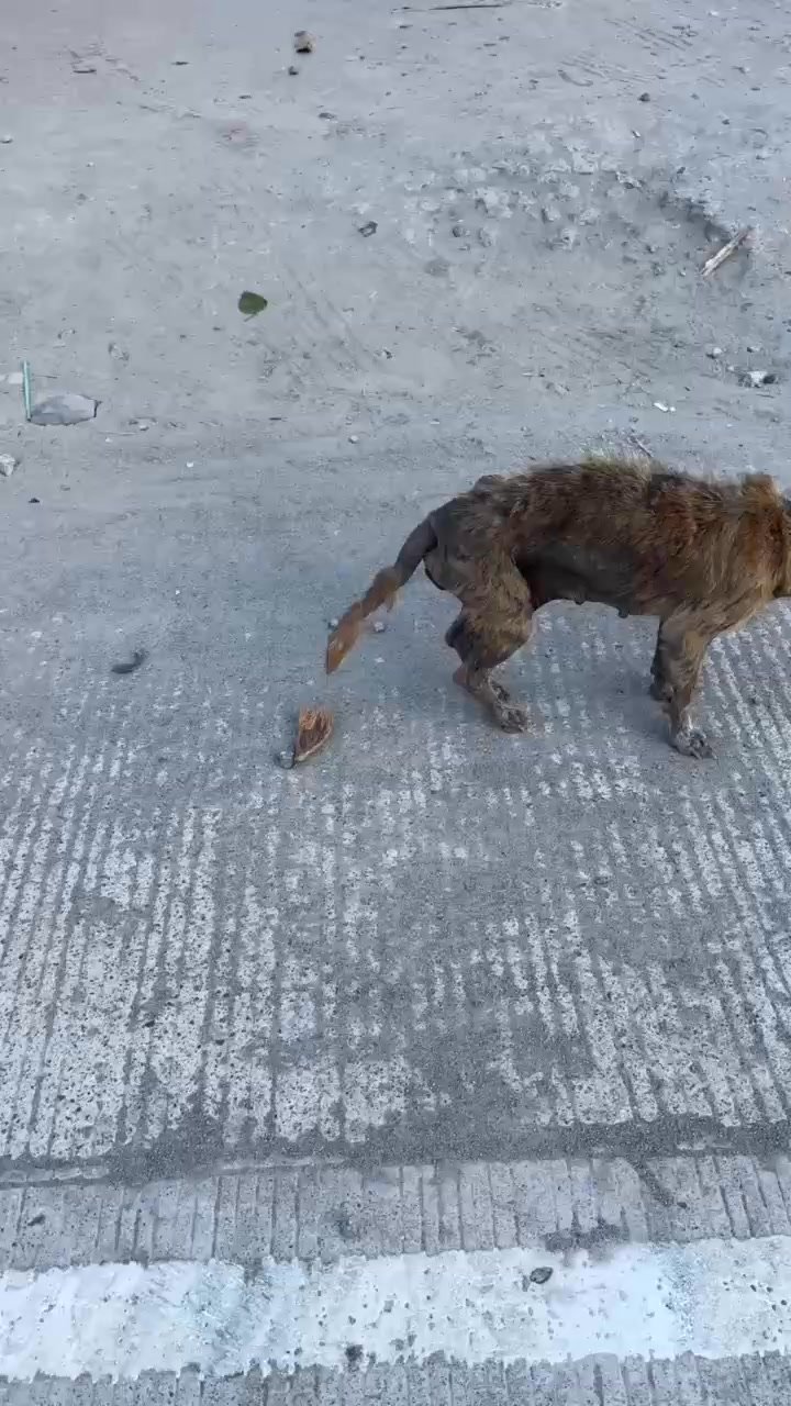 Dumaguete Animal Sanctuary