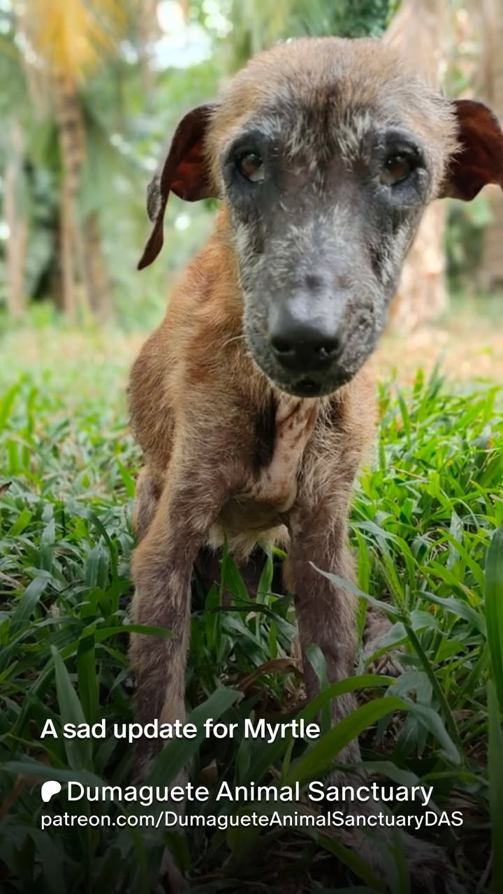 Dumaguete Animal Sanctuary