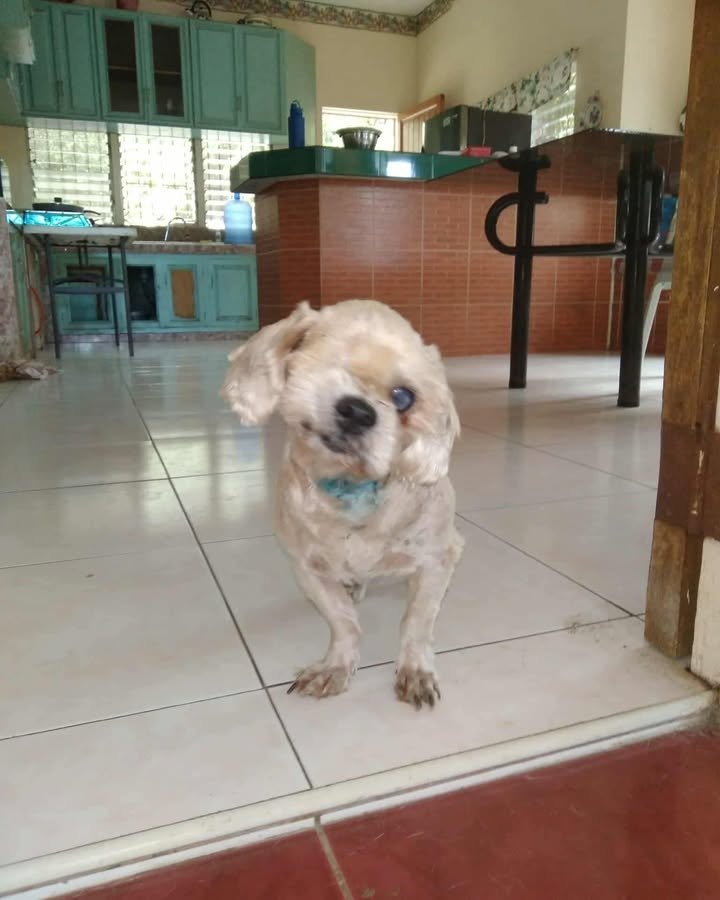 Dumaguete Animal Sanctuary
