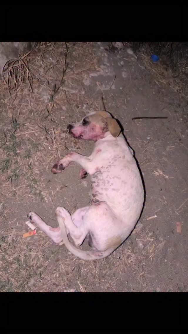 Dumaguete Animal Sanctuary