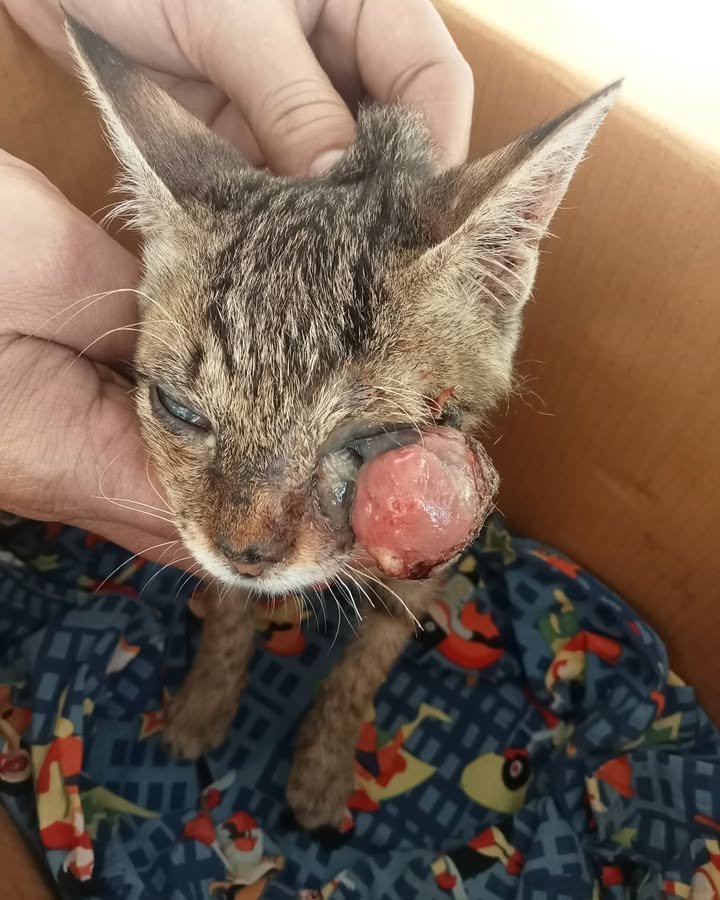 Dumaguete Animal Sanctuary