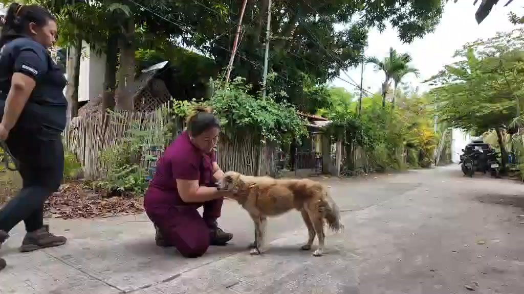 Dumaguete Animal Sanctuary