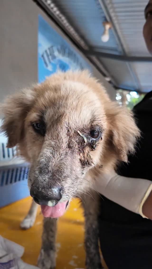 Dumaguete Animal Sanctuary