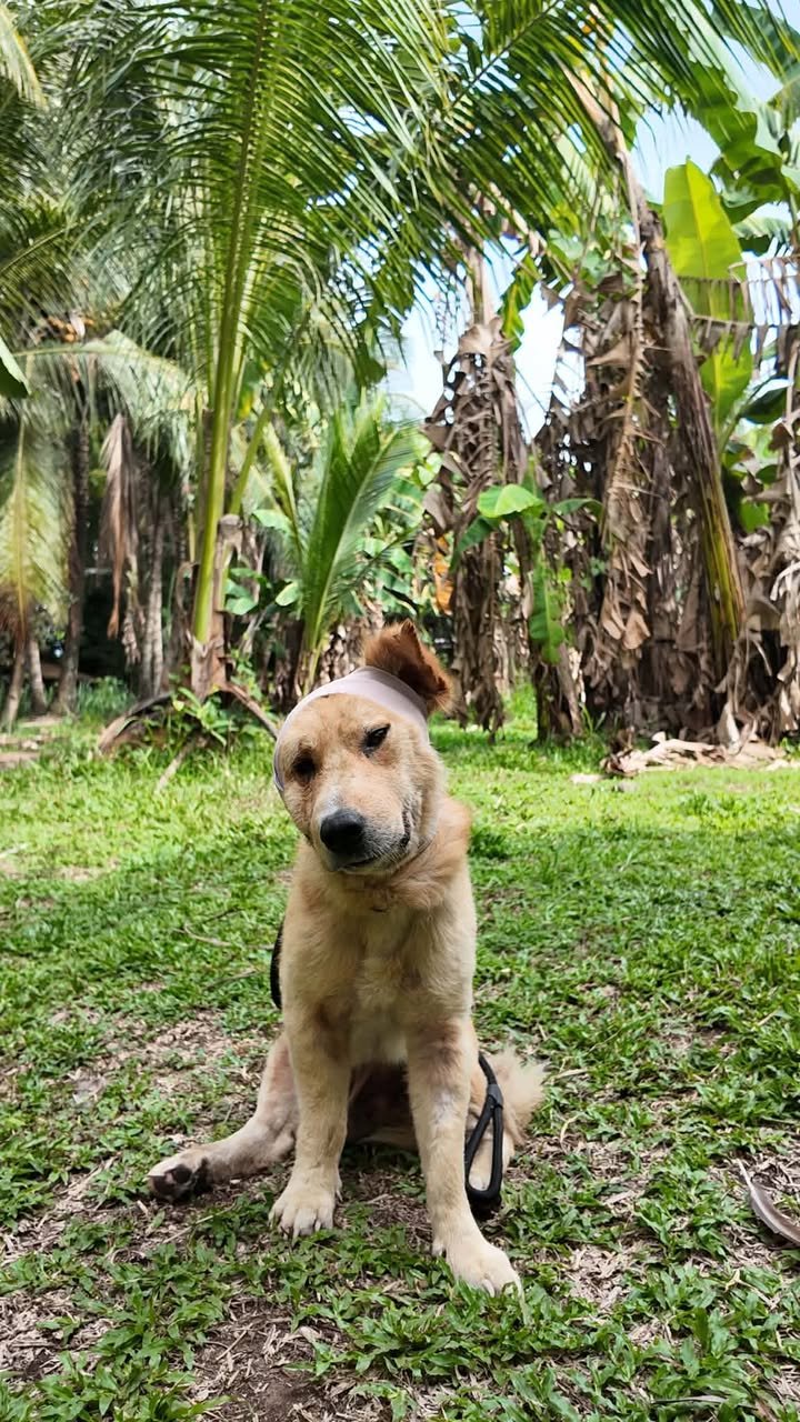 Dumaguete Animal Sanctuary