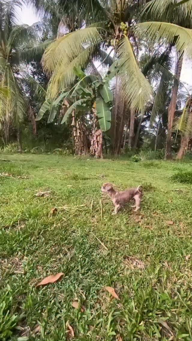 Dumaguete Animal Sanctuary