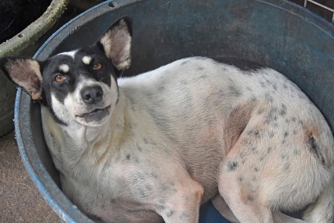 Dumaguete Animal Sanctuary
