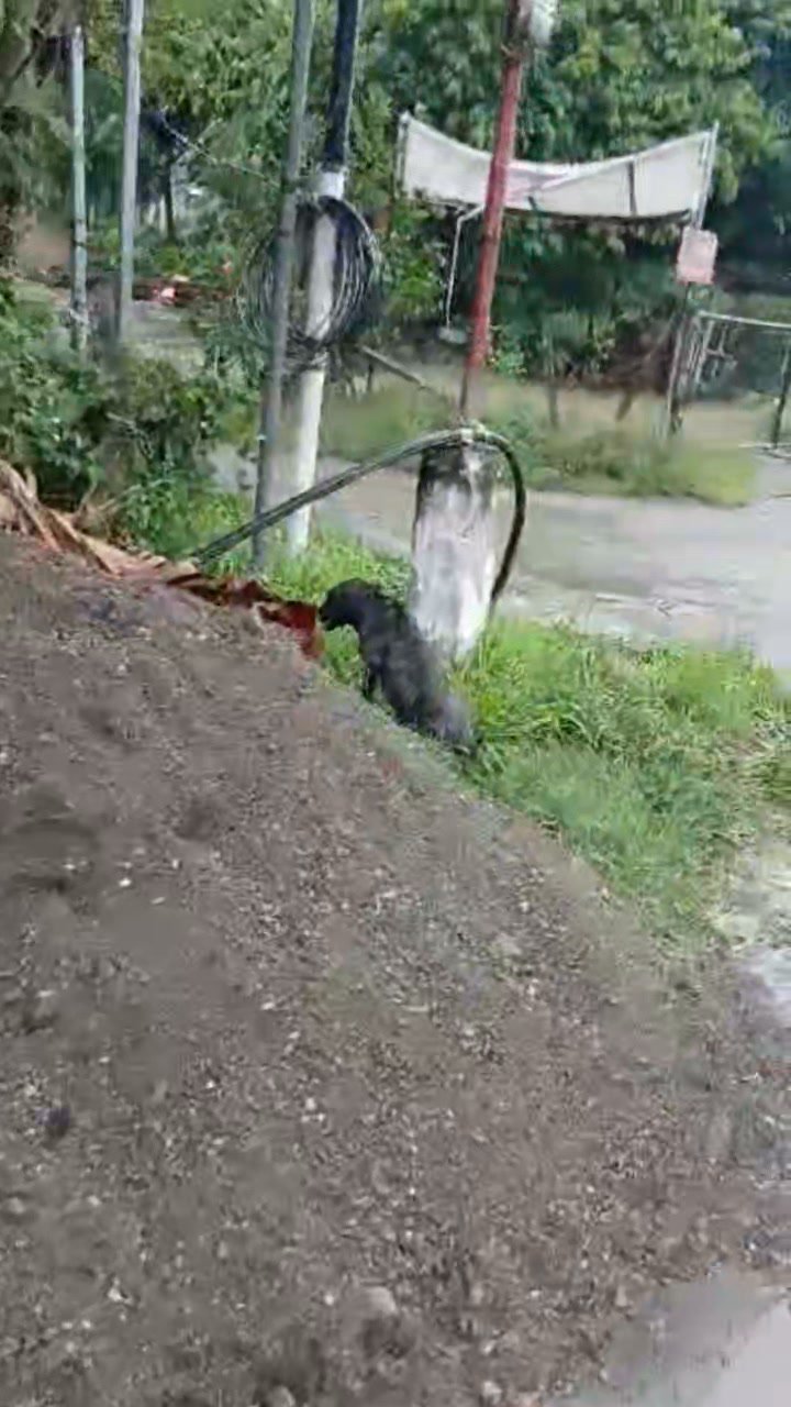 Dumaguete Animal Sanctuary