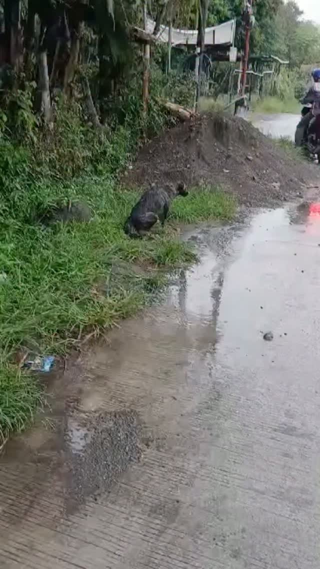 Dumaguete Animal Sanctuary