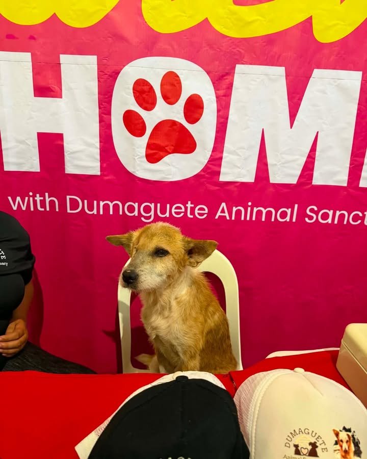 Dumaguete Animal Sanctuary