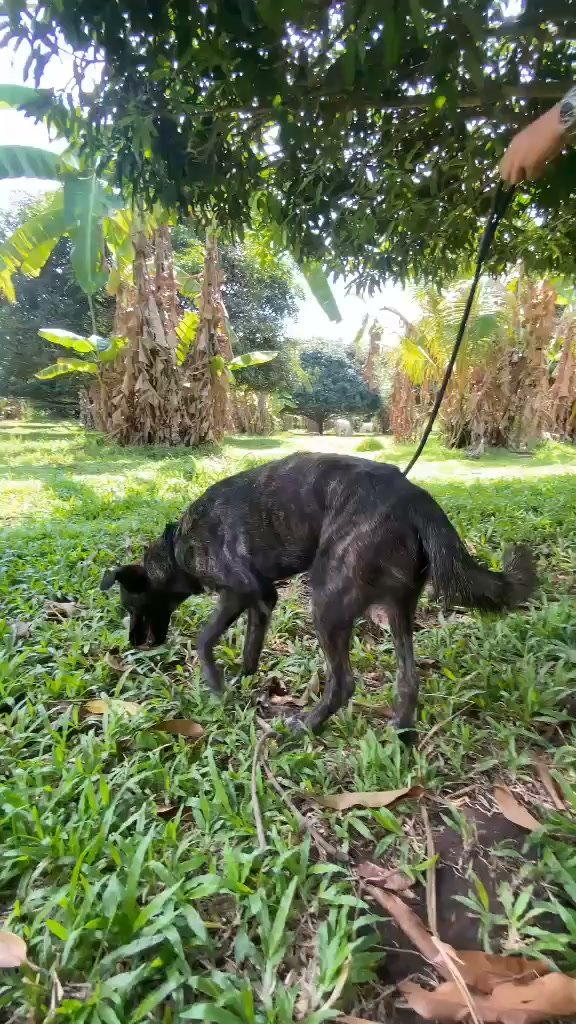 Dumaguete Animal Sanctuary