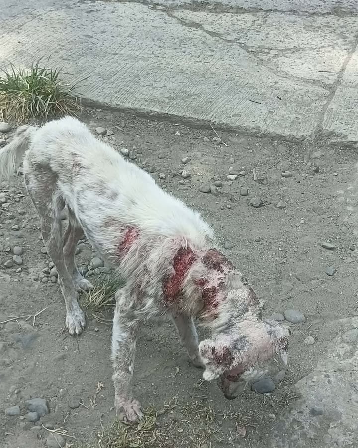 Dumaguete Animal Sanctuary