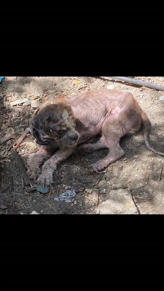Dumaguete Animal Sanctuary
