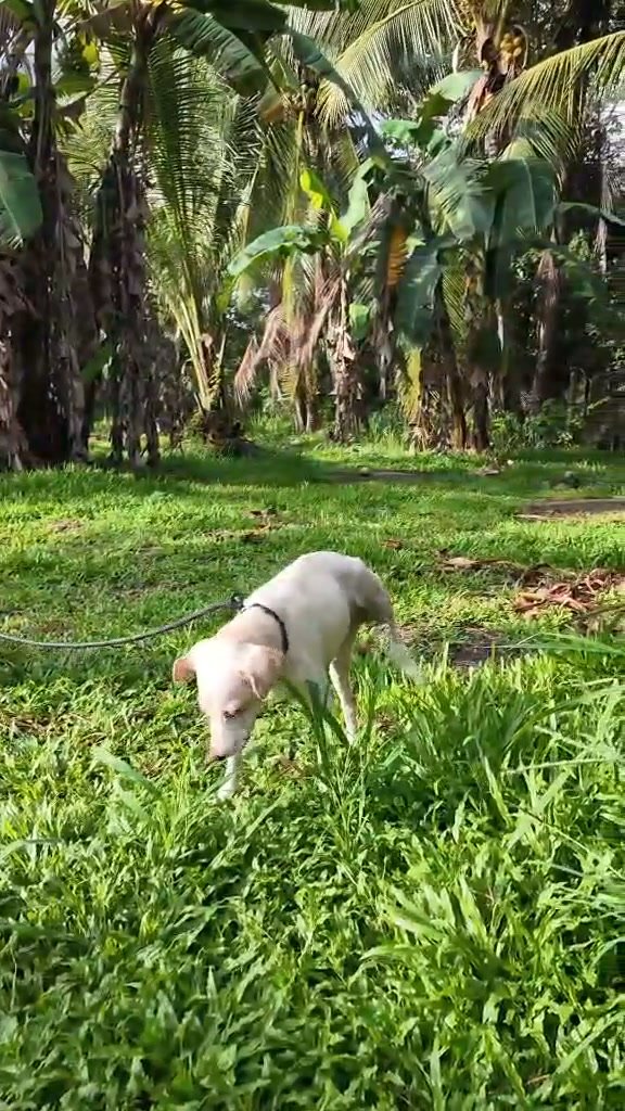 Dumaguete Animal Sanctuary