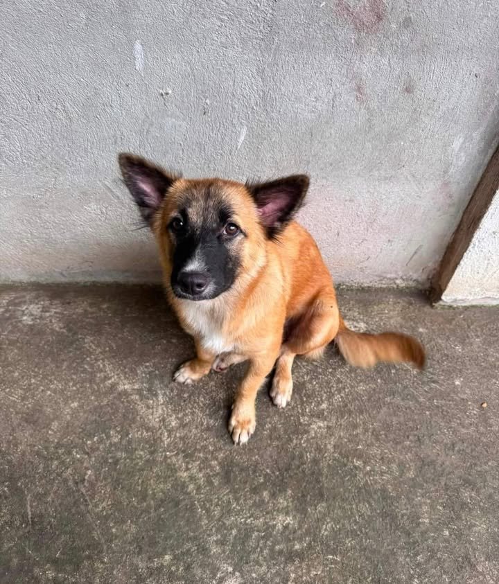 Dumaguete Animal Sanctuary