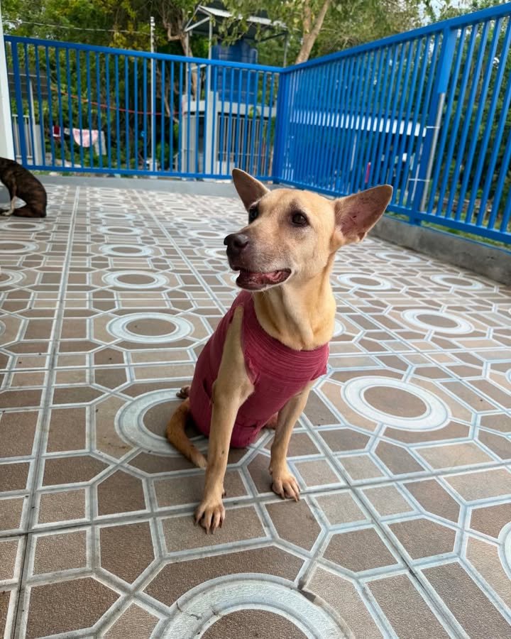 Dumaguete Animal Sanctuary