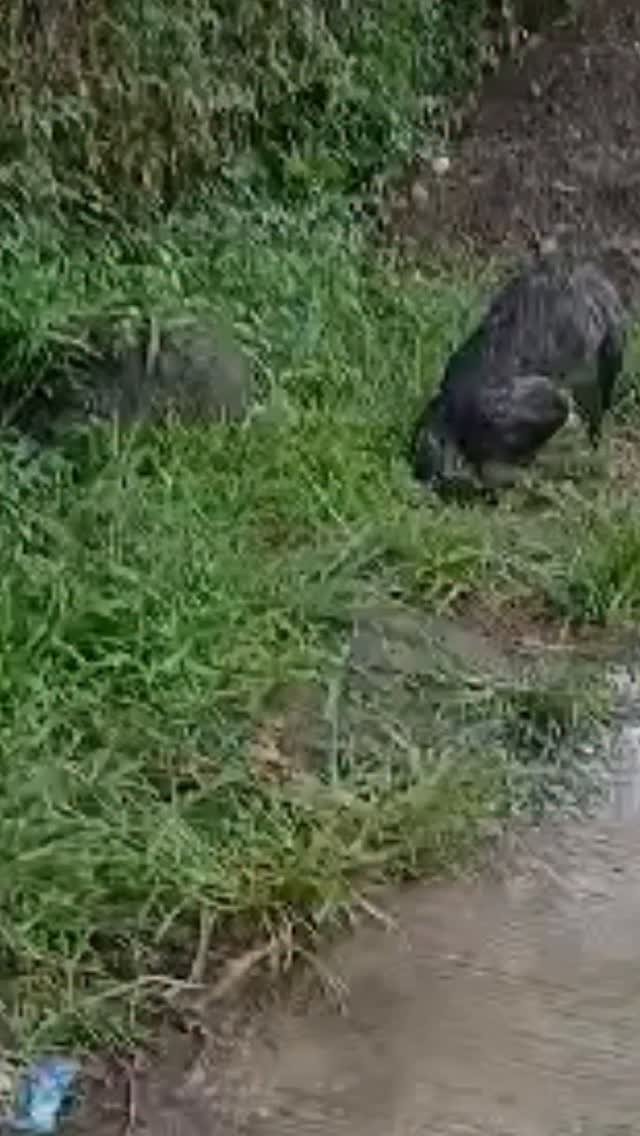 Dumaguete Animal Sanctuary