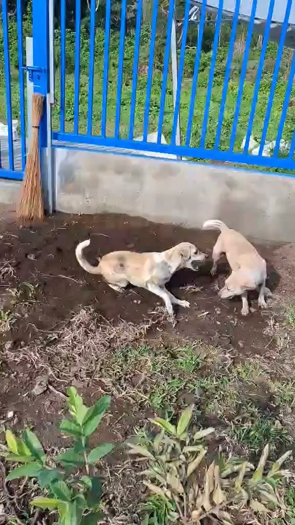 Dumaguete Animal Sanctuary
